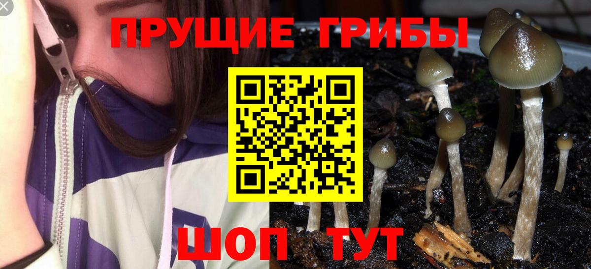 Ступино  Псилоцибиновые грибы GOLDEN TEACHER  Галлюциногенные грибы GOLDEN TEACHER  где купить   Вход с VPN 